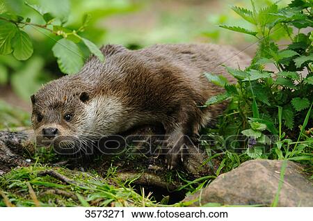 Stock Image - Creeping European Otter (Lutra lutra) . Fotosearch