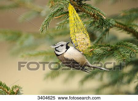 Crested Tit (Lophophanes cristatus) eating, Franconia, Germany, side view View Large Photo Image Stock Photography - Crested Tit (Lophophanes cristatus) eating, Franconia, Germany, side view . Fotosearch