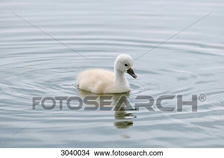 Cygnet (Cygnus olor) swimming, Bavaria, Germany View Large Photo Image Picture - Cygnet (Cygnus olor) swimming, Bavaria, Germany . Fotosearch