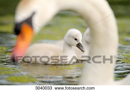 Cygnets (Cygnus olor) swimming, mother in the foreground, Bavaria, Germany, close-up View Large Photo Image Stock Image - Cygnets (Cygnus olor) swimming, mother in the foreground, Bavaria, Germany, close-up . Fotosearch