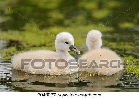 Cygnets (Cygnus olor) swimming, Bavaria, Germany, close-up View Large Photo Image Stock Photo - Cygnets (Cygnus olor) swimming, Bavaria, Germany, close-up . Fotosearch