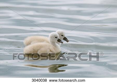 Cygnets (Cygnus olor) swimming, Bavaria, Germany View Large Photo Image Stock Photo - Cygnets (Cygnus olor) swimming, Bavaria, Germany . Fotosearch