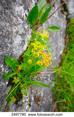 Cypress spurge (Euphorbia cyparissias) flowers growing on rock, Styria, Austria View Large Photo Image Stock Image - Cypress spurge (Euphorbia cyparissias) flowers growing on rock, Styria, Austria . Fotosearch