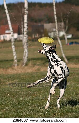 Dalmatian catching frisbee in field View Large Photo Image Stock Photo - Dalmatian catching frisbee in field . Fotosearch