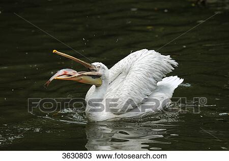 Dalmatian Pelican (Pelecanus crispus) with forage fish on water View Large Photo Image Stock Image - Dalmatian Pelican (Pelecanus crispus) with forage fish on water . Fotosearch