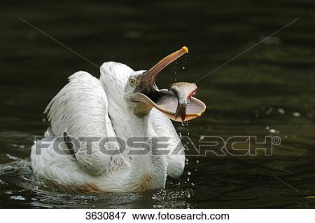 Stock Photo - Dalmatian Pelican (Pelecanus crispus) with forage fish on water . Fotosearch