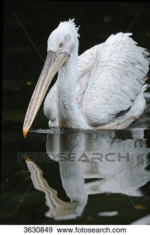 Dalmatian Pelican (Pelecanus crispus) swimming on water View Large Photo Image Stock Photo - Dalmatian Pelican (Pelecanus crispus) swimming on water . Fotosearch