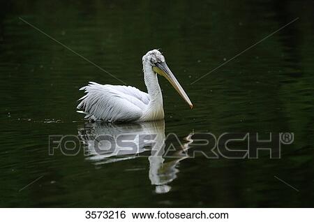 Dalmatian Pelican (Pelecanus crispus) on water View Large Photo Image Stock Photograph - Dalmatian Pelican (Pelecanus crispus) on water . Fotosearch