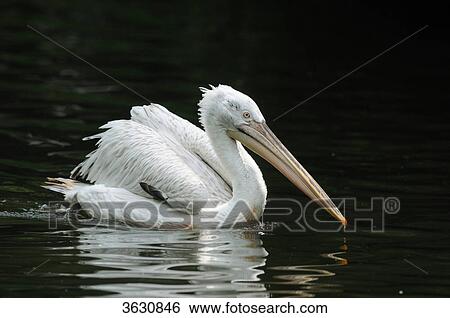 Stock Photograph - Dalmatian Pelican (Pelecanus crispus) swimming on water . Fotosearch