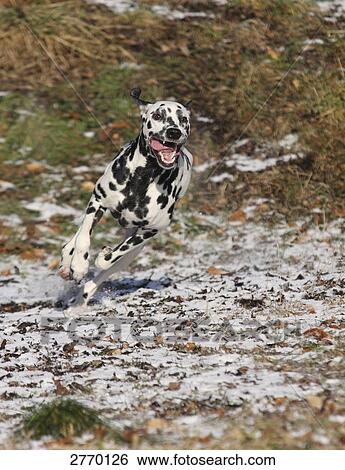 Stock Photograph - Dalmatian running in field . Fotosearch