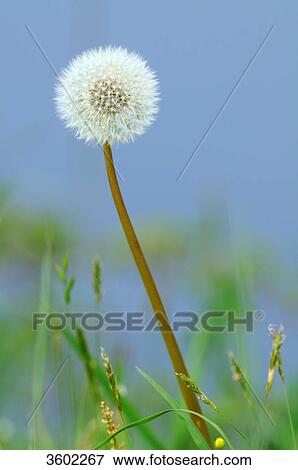 Dandelion, Taraxacum sect. Ruderalia View Large Photo Image Stock Photo - Dandelion, Taraxacum sect. Ruderalia . Fotosearch
