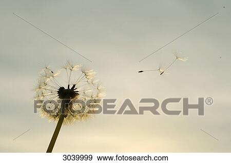 Stock Photo - Dandelion withering, close-up . Fotosearch