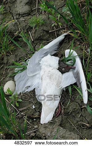Dead Black-headed Gull (Larus ridibundus) in field View Large Photo Image Stock Photo - Dead Black-headed Gull (Larus ridibundus) in field . Fotosearch