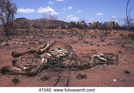 Dead dromedary camel in desert, Australia View Large Photo Image Stock Image - Dead dromedary camel in desert, Australia . Fotosearch