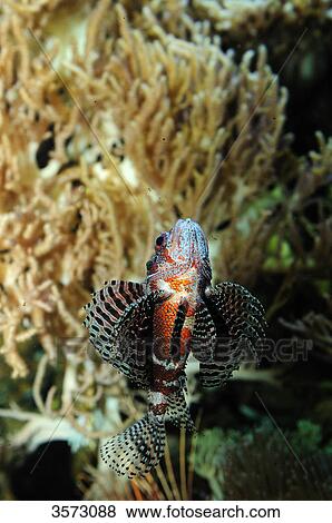 Dendrochirus brachypterus View Large Photo Image Stock Photo - Dendrochirus brachypterus . Fotosearch