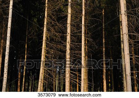 Dense spruce forest View Large Photo Image Stock Photo - Dense spruce forest . Fotosearch