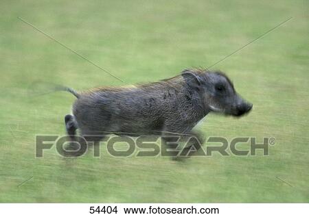Desert Warthog (Phacochoerus aethiopicus) running in field, Etosha, Namibia View Large Photo Image Picture - Desert Warthog (Phacochoerus aethiopicus) running in field, Etosha, Namibia . Fotosearch