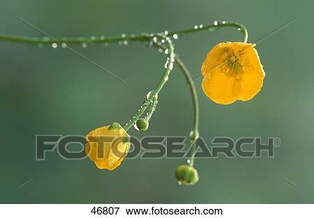 Dew drops on flower of buttercup View Large Photo Image Stock Photo - Dew drops on flower of buttercup . Fotosearch