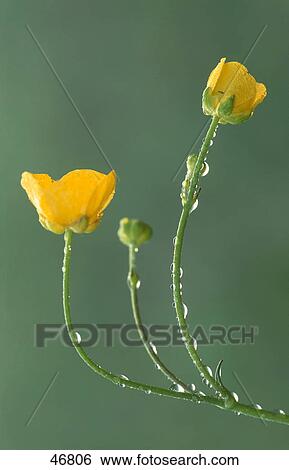 Dew drops on flower of buttercup View Large Photo Image Stock Photograph - Dew drops on flower of buttercup . Fotosearch