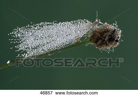 Stock Photo - Dew drops on spider's web . Fotosearch