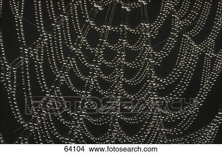 Dew on spiderweb View Large Photo Image Picture - Dew on spiderweb . Fotosearch