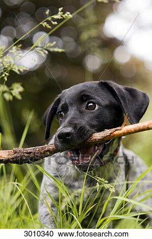 Dog holding a stick in its mouth, close-up View Large Photo Image Stock Image - Dog holding a stick in its mouth, close-up . Fotosearch