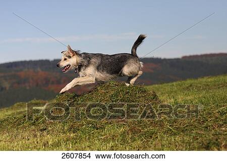 Dog jumping over heap of grass in field View Large Photo Image Picture - Dog jumping over heap of grass in field . Fotosearch