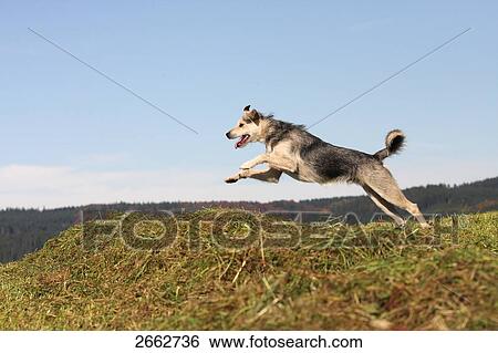 Dog jumping over heap of grass in field View Large Photo Image Stock Photograph - Dog jumping over heap of grass in field . Fotosearch