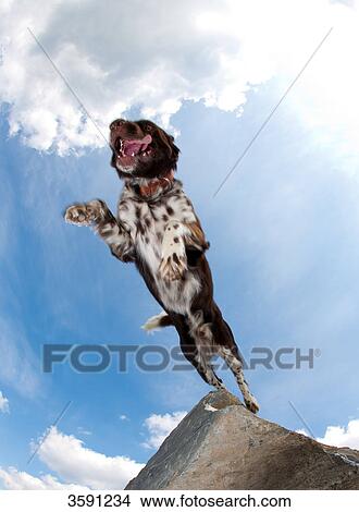 Dog jumping View Large Photo Image Picture - Dog jumping . Fotosearch