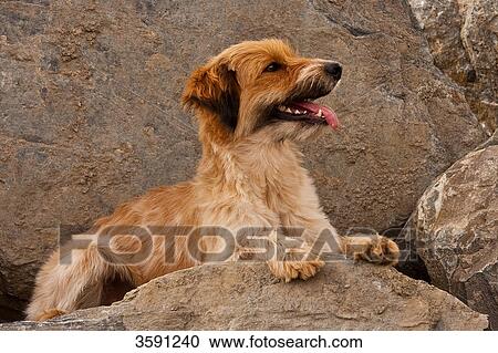 Stock Image - Dog lying on stones . Fotosearch