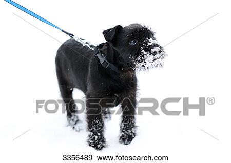 Dog on a leash in snow View Large Photo Image Stock Photo - Dog on a leash in snow . Fotosearch
