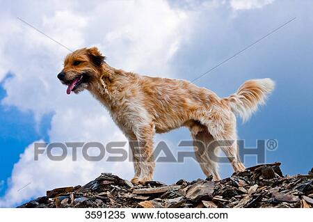 Stock Photography - Dog, portrait . Fotosearch
