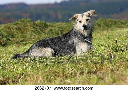 Dog resting in field View Large Photo Image Stock Photo - Dog resting in field . Fotosearch