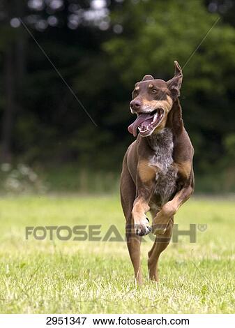 Stock Photo - Dog runnig on lawn, front view . Fotosearch