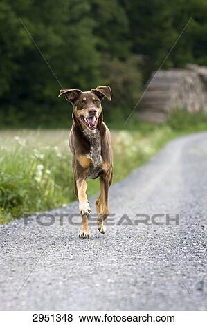 Stock Photo - Dog runnig on path, front view . Fotosearch