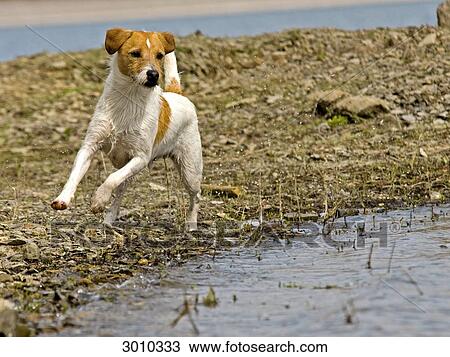Stock Image - Dog running along the waterfront . Fotosearch