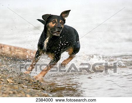 Stock Image - Dog running at riverbank . Fotosearch