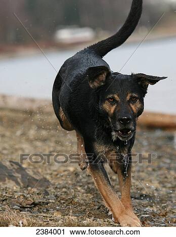 Dog running at riverbank View Large Photo Image Stock Image - Dog running at riverbank . Fotosearch