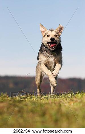 Picture - Dog running in field . Fotosearch