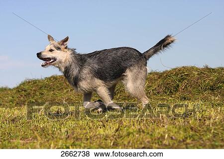 Stock Photo - Dog running in field . Fotosearch
