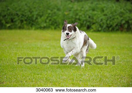 Dog running on a meadow View Large Photo Image Stock Image - Dog running on a meadow . Fotosearch
