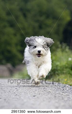Dog running on path, front view View Large Photo Image Stock Image - Dog running on path, front view . Fotosearch