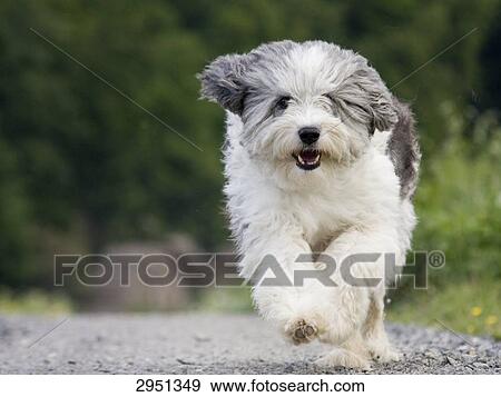 Dog running on path, front view View Large Photo Image Stock Photo - Dog running on path, front view . Fotosearch