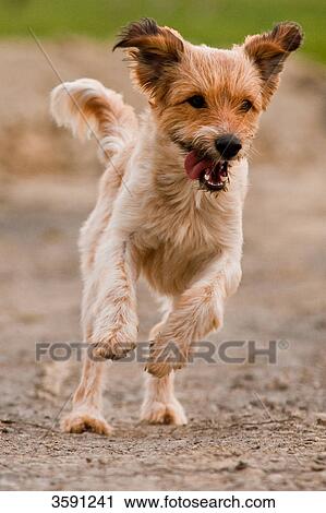 Stock Image - Dog running . Fotosearch