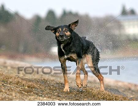 Stock Image - Dog shaking off water at riverbank . Fotosearch