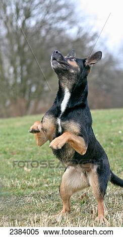 Dog standing on hind legs in field View Large Photo Image Stock Photography - Dog standing on hind legs in field . Fotosearch