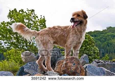 Dog standing on stones  View Large Photo Image Stock Image - Dog standing on stones . Fotosearch