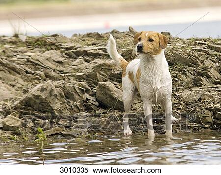 Stock Photography - Dog standing on the waterfront . Fotosearch