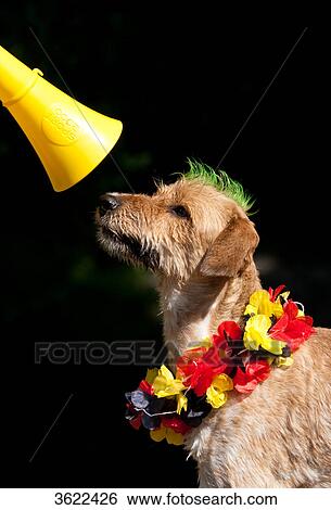 Stock Photograph - Dog with lei and mohawk haircut looking at vuvuzela . Fotosearch
