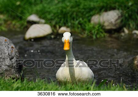 Domestic duck at a brook View Large Photo Image Stock Photograph - Domestic duck at a brook . Fotosearch